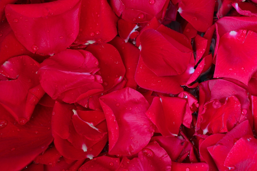 Petal Head Spa